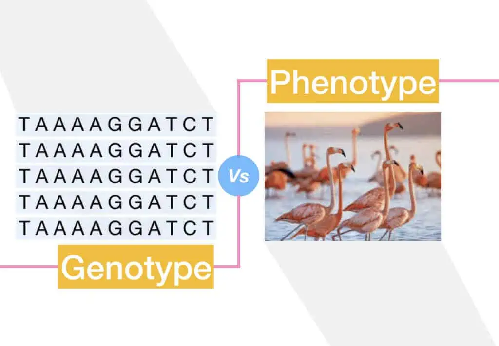 Genotype-vs-phenotype