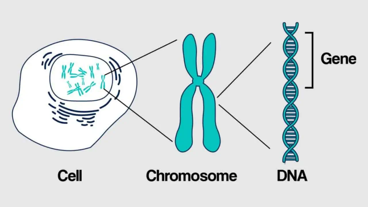 โครโมโซม ดีเอ็นเอ ยีน และจีโนไทป์เกี่ยวข้องกันอย่างไร