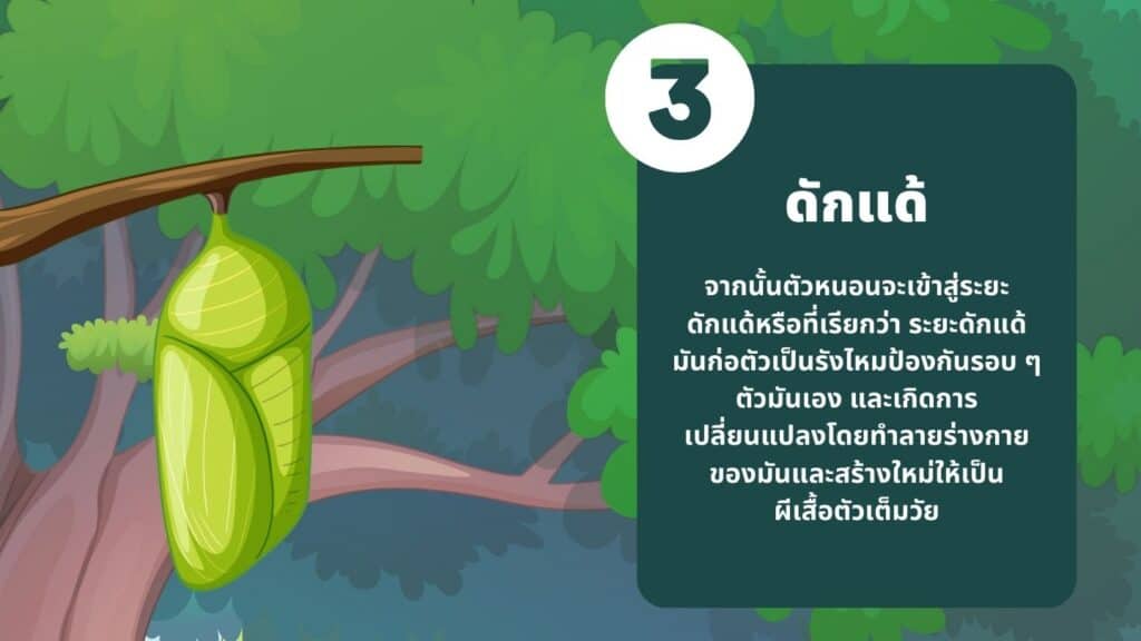 ดักแด้