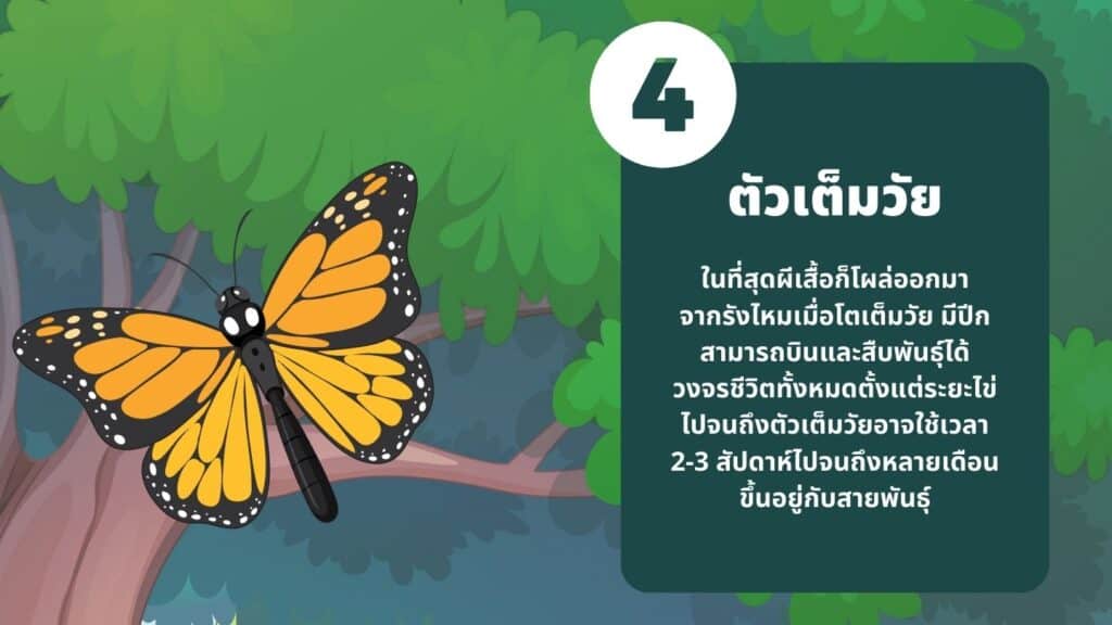 ตัวเต็มวัย