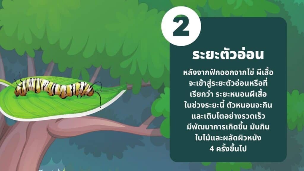 ระยะตัวอ่อน