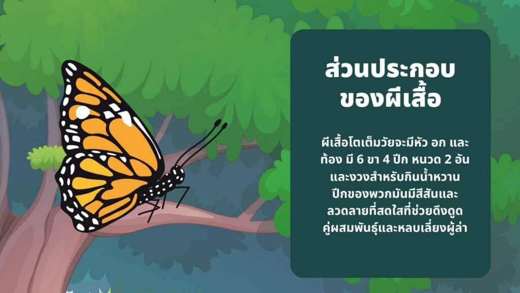 ส่วนประกอบของผีเสื้อ 1