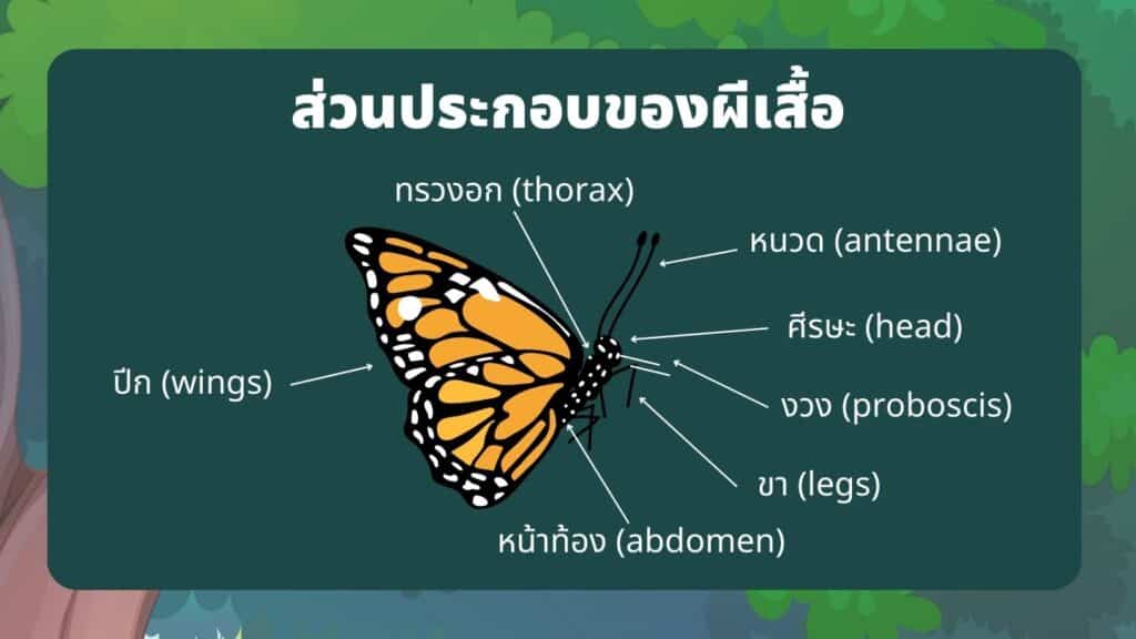 ส่วนประกอบของร่างกายผีเสื้อ 2