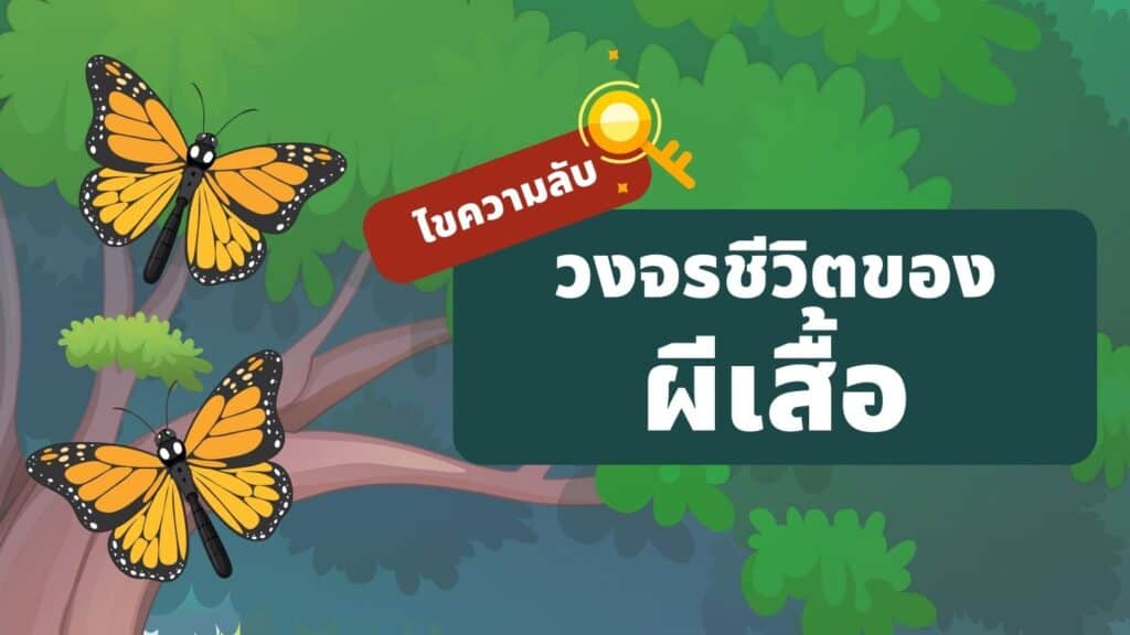 ไขความลับ วงจรชีวิตของผีเสื้อ