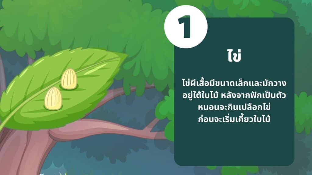 ไข่