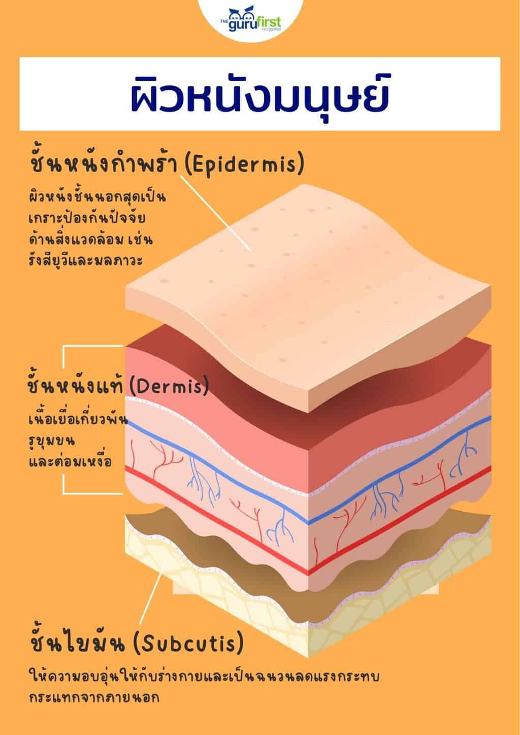 ผิวหนังมนุษย์