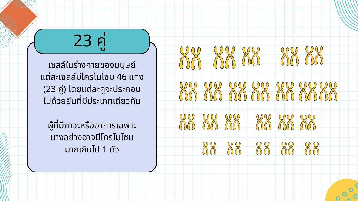 23 คู่