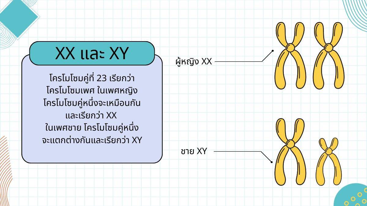 xx และ xy