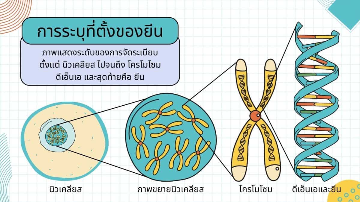 การระบุที่ตั้งของยีน