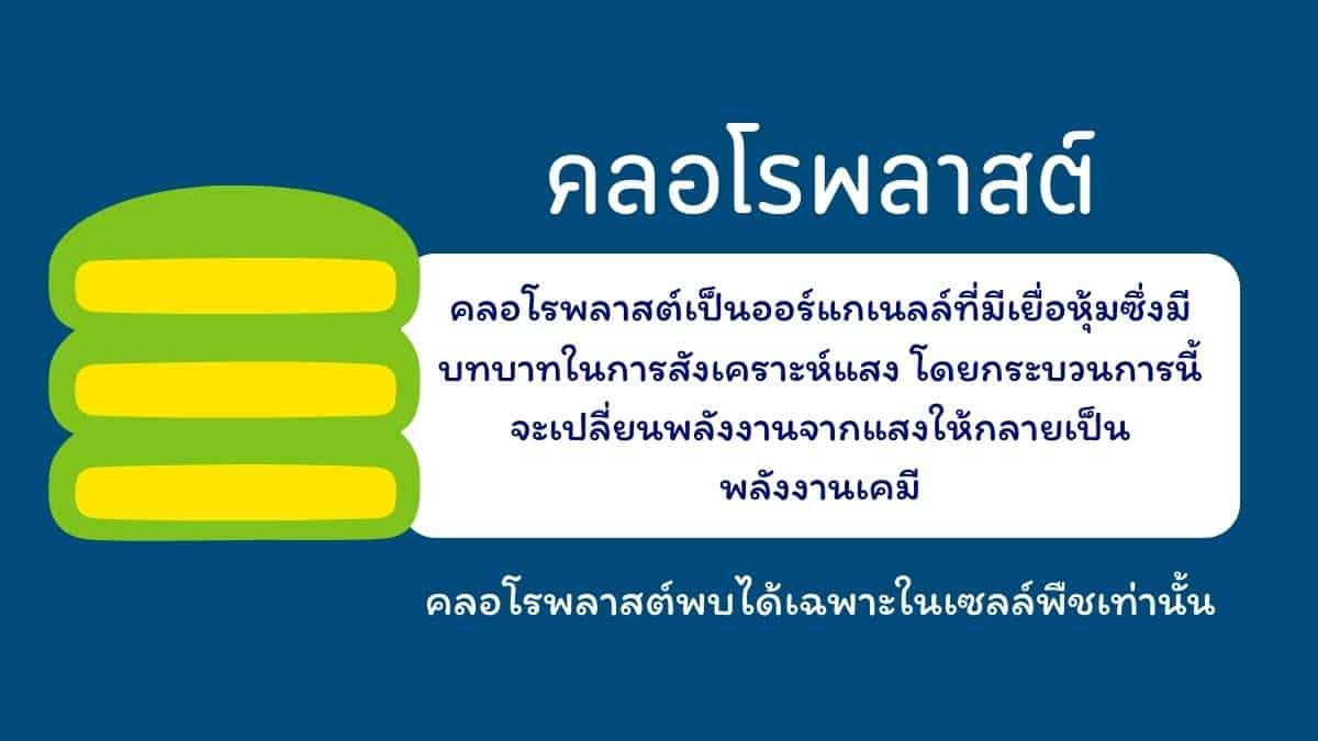 คลอโรพลาสต์