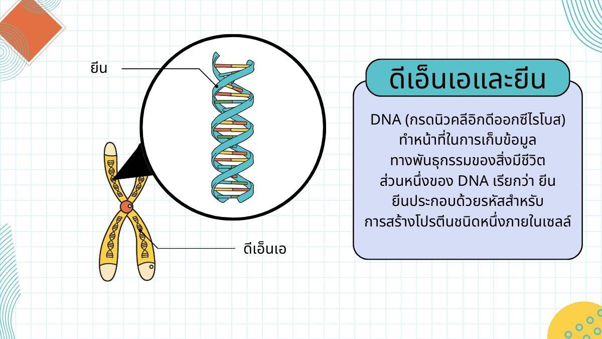 ดีเอ็นเอและยีน