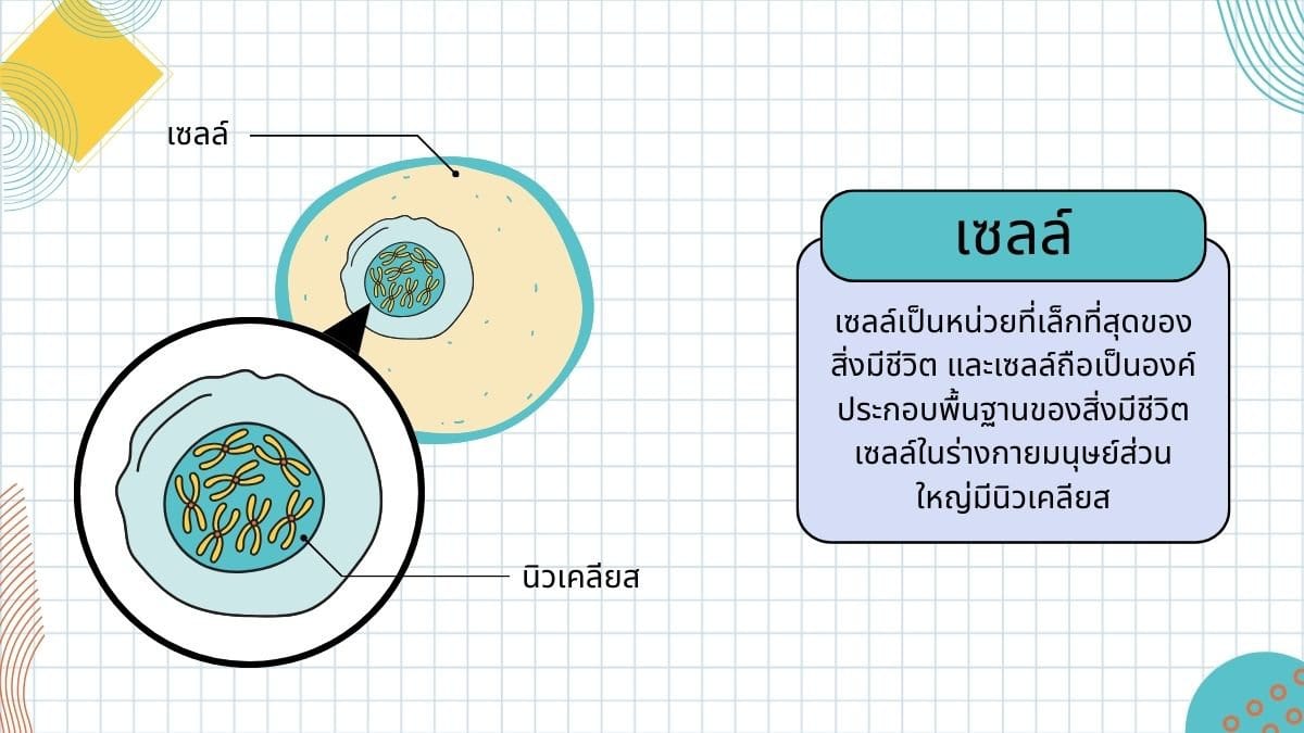 เซลล์