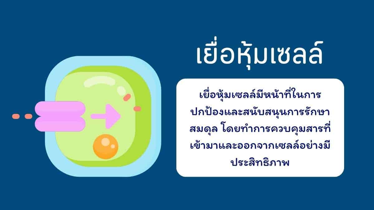 เยื่อหุ้มเซลล์