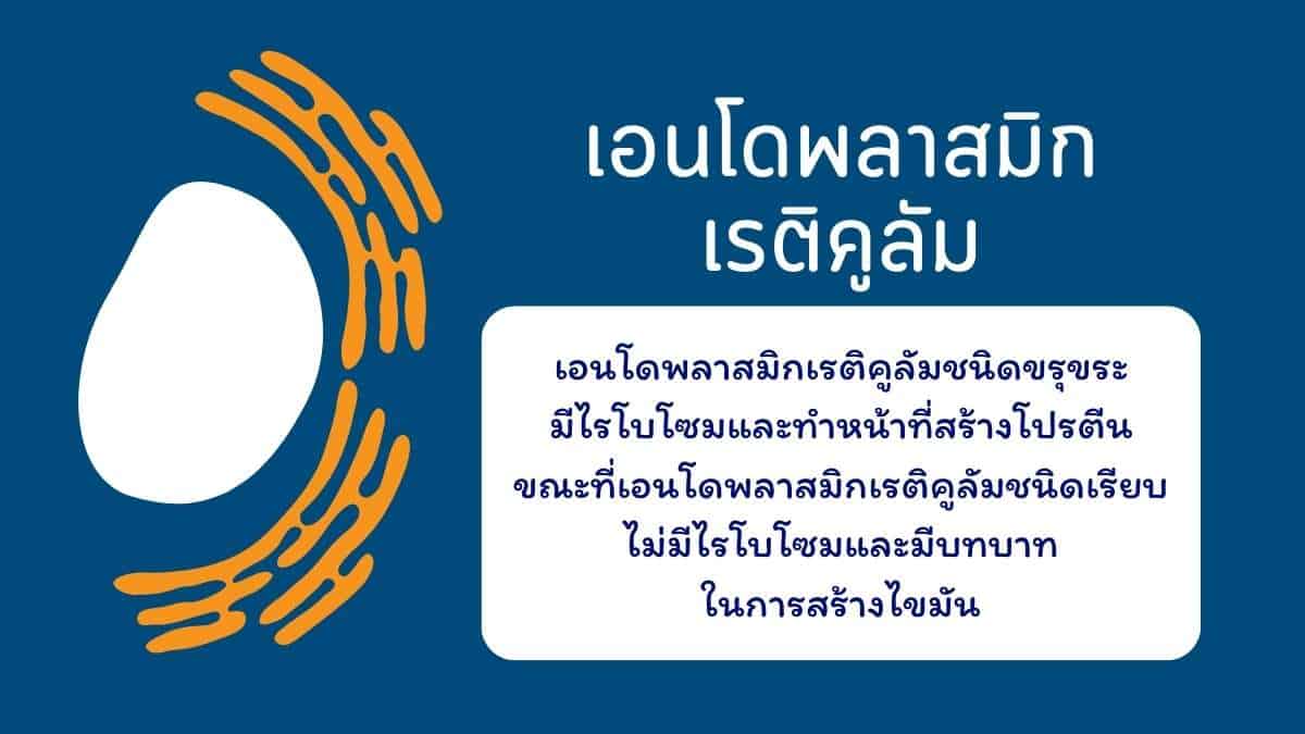 เอนโดพลาสมิก เรติคูลัม