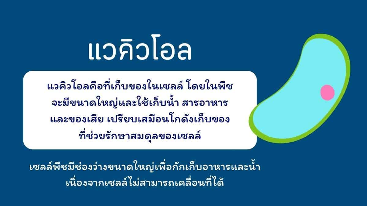 แวคิวโอล