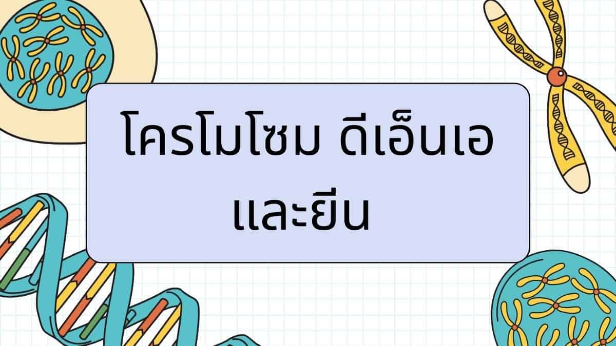 โครโมโซม ดีเอ็นเอ และยีน