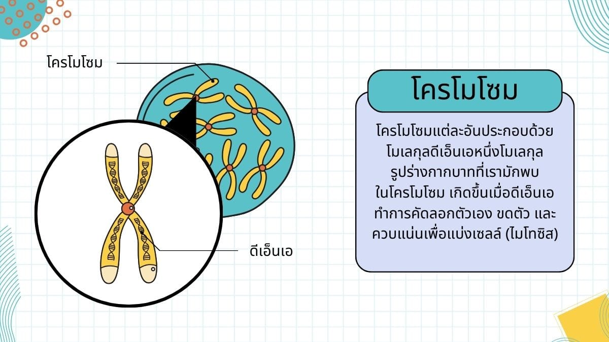 โครโมโซม