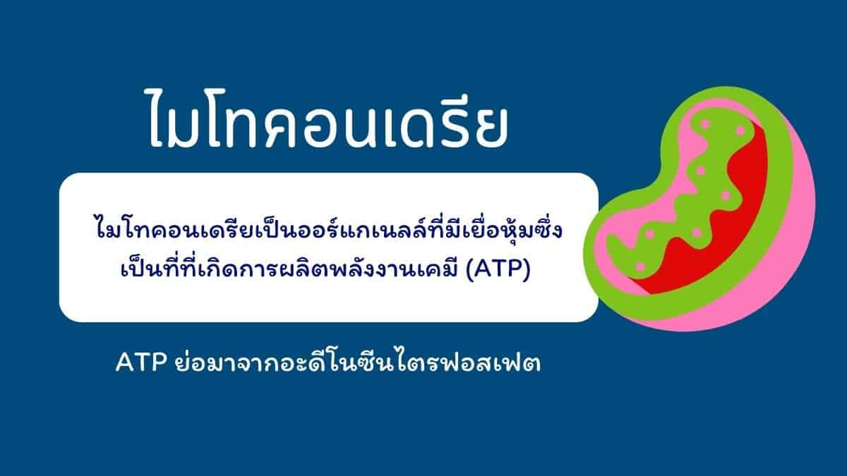 ไมโทคอนเดรีย