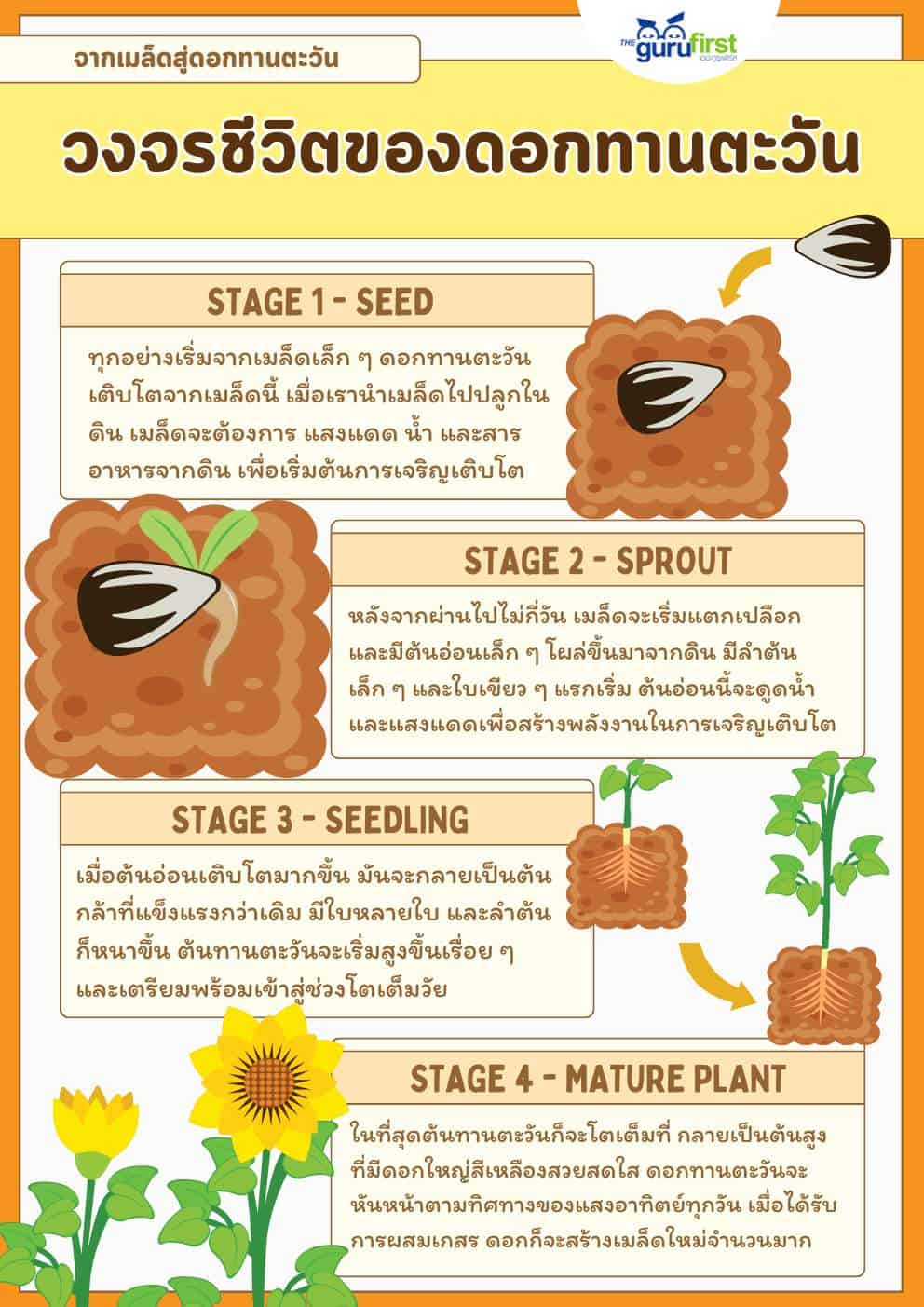 วงจรชีวิตของดอกทานตะวัน