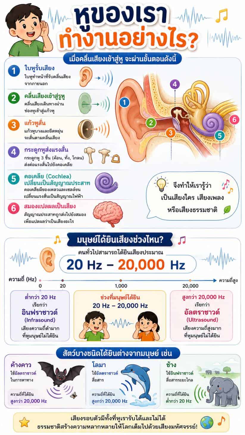 03 หูของเราทำงานอย่างไร